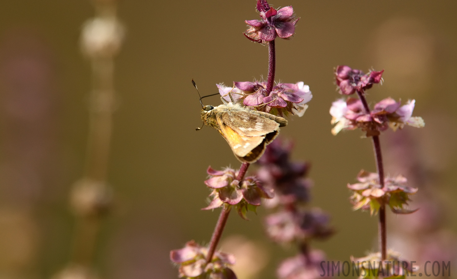 Atalopedes campestris [400 mm, 1/640 sec at f / 9.0, ISO 1600]